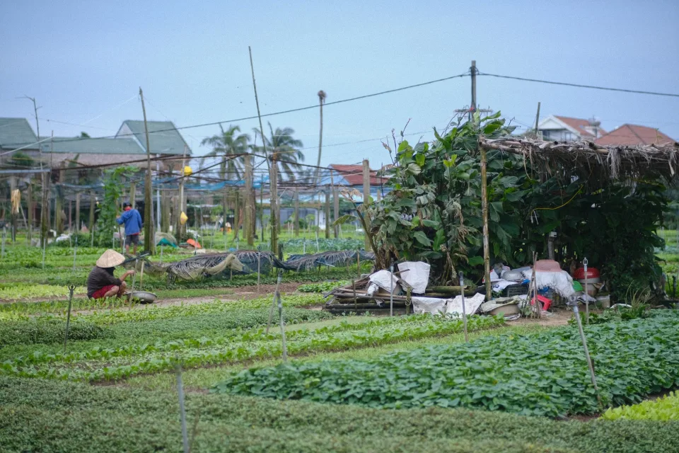 Vườn rau của Phạm Tuân